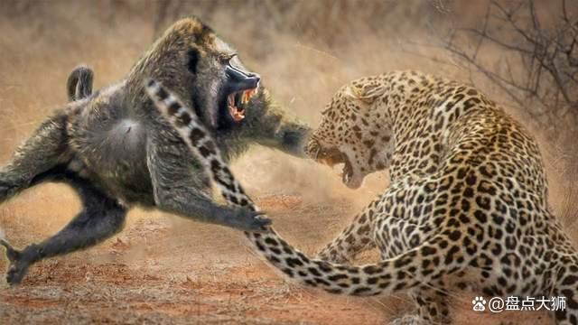 大洋洲足球锦标赛决胜,谁能笑到最后 大洋洲足球锦标赛决胜,谁能笑到最后