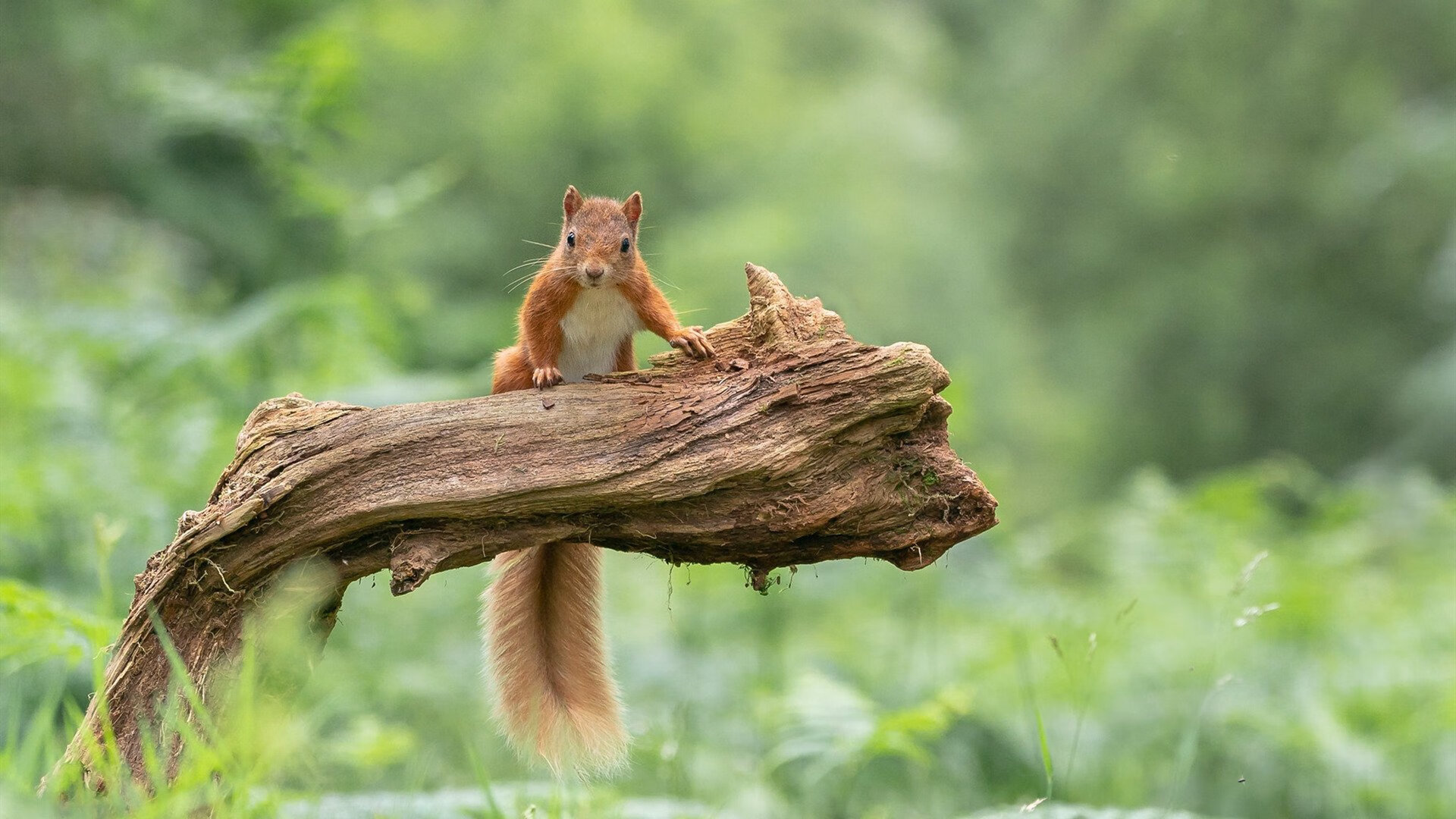 绝境求生!潘帕斯雄鹰力克加勒比风暴,阿根廷生死战险胜牙买加