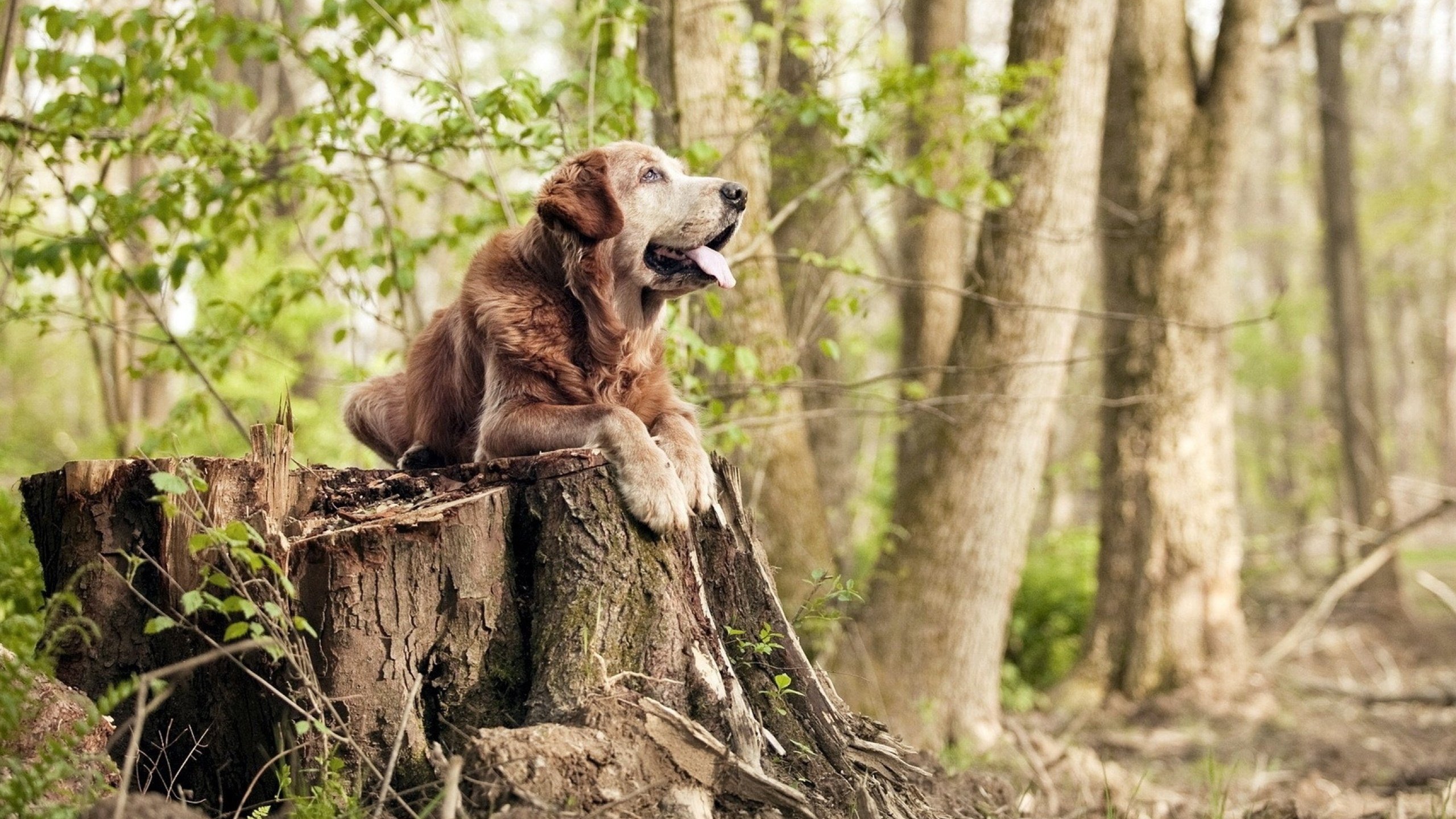 太阳焚尽魔术晋级,欧文掌舵季后赛,谁主沉浮的终极暗战