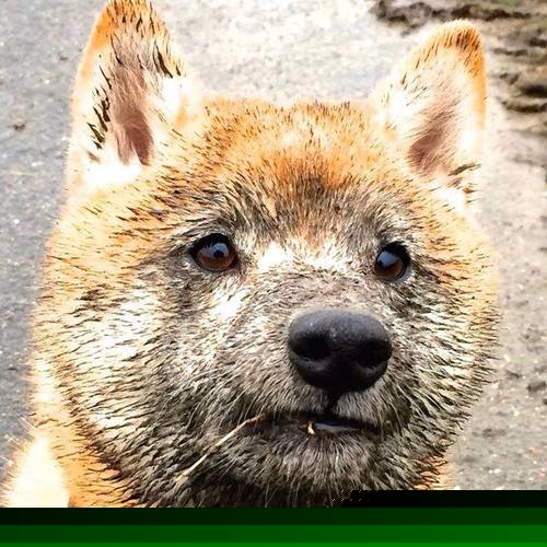 篮球世界的奇妙共振,当辽宁的坚韧遇上爱德华兹的火焰