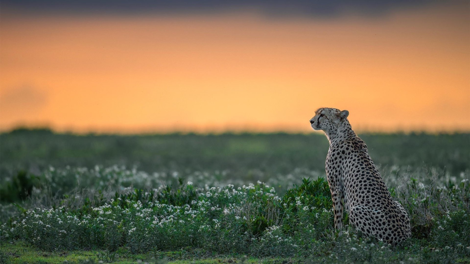头槌定乾坤!巴拉圭争冠战绝杀摩洛哥,卡塞米罗化身关键先生